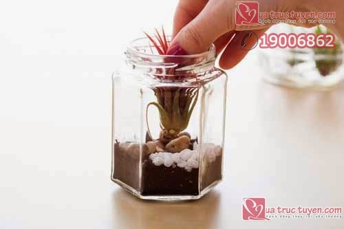 Làm lọ đựng cây cảnh nhỏ xinh cho không gian sinh động Làm đồ trang trí