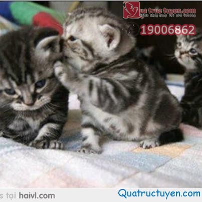 Blog.quatructuyen.com