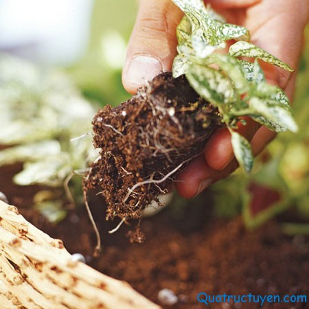 Blog.quatructuyen.com